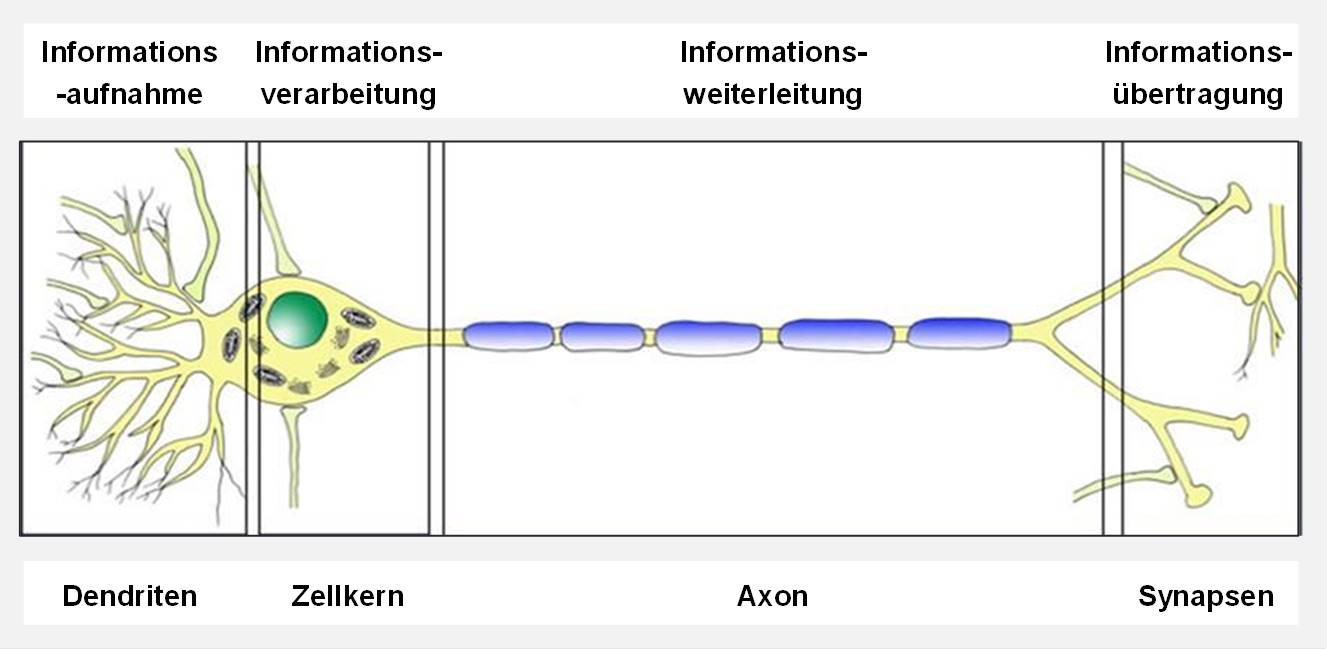 Blog 31 3 Informationsbertragung 2021 03 15