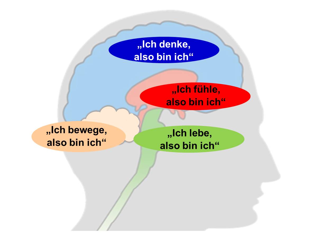 Blog 34 2 Gehirn WG 2021 04 28